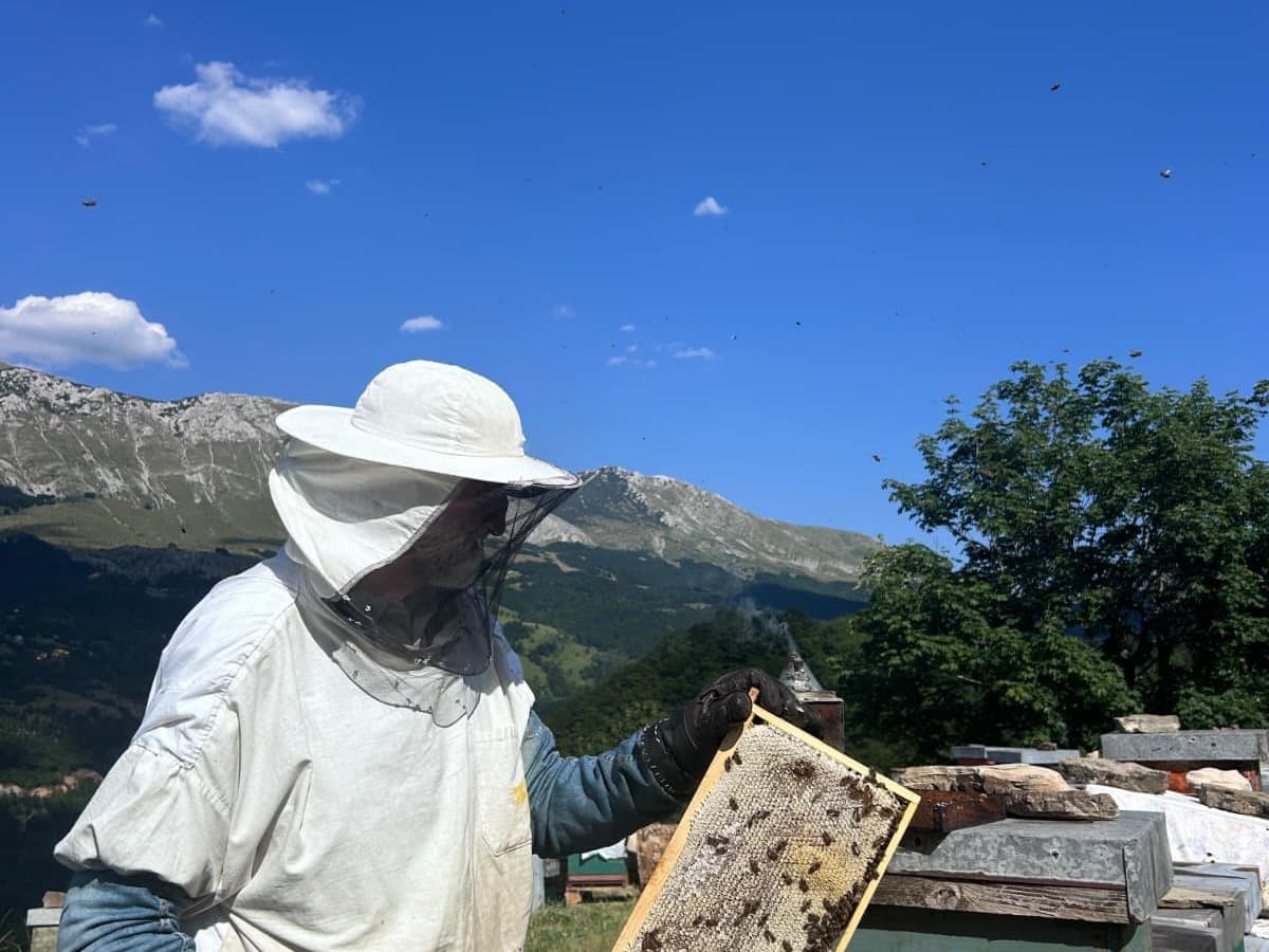 Photo from the apiary, Izgori 68