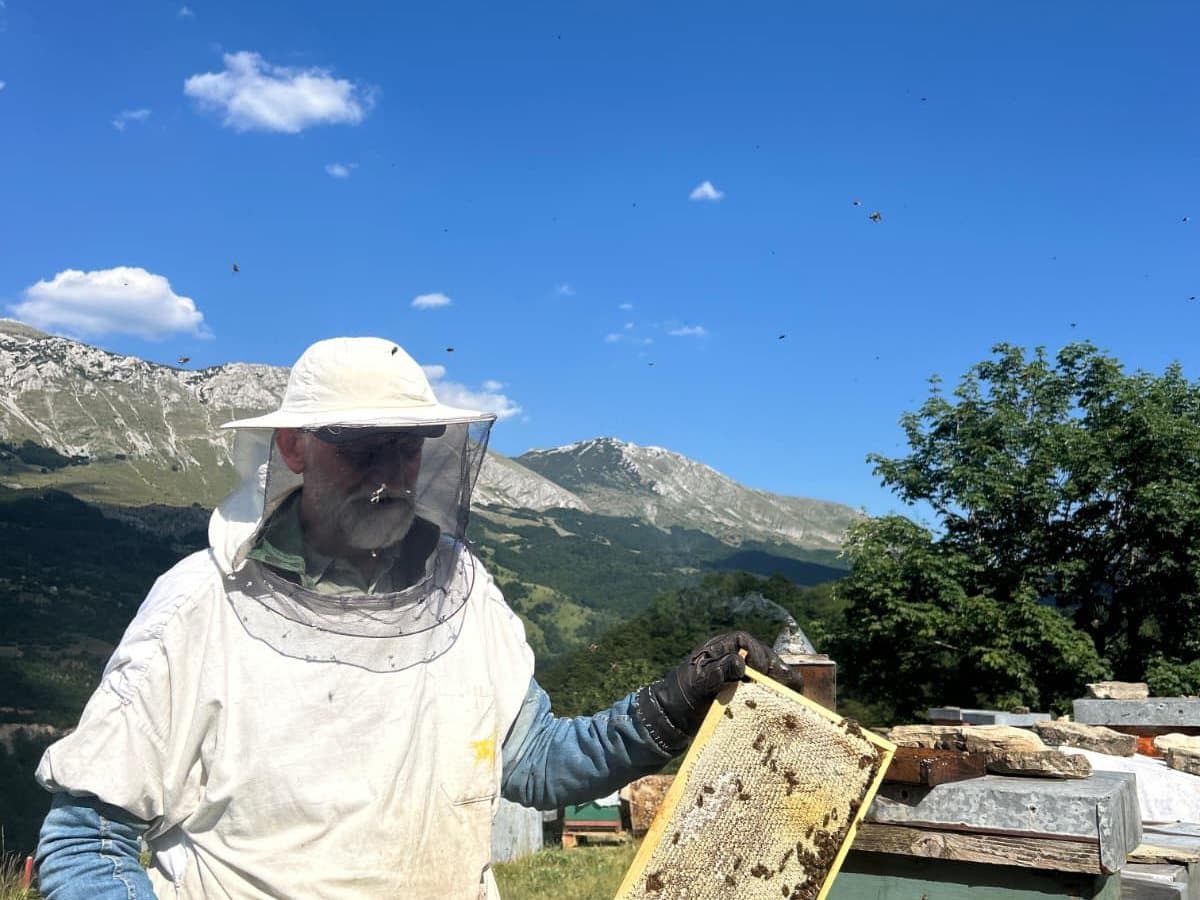 Photo from the apiary, Izgori 69