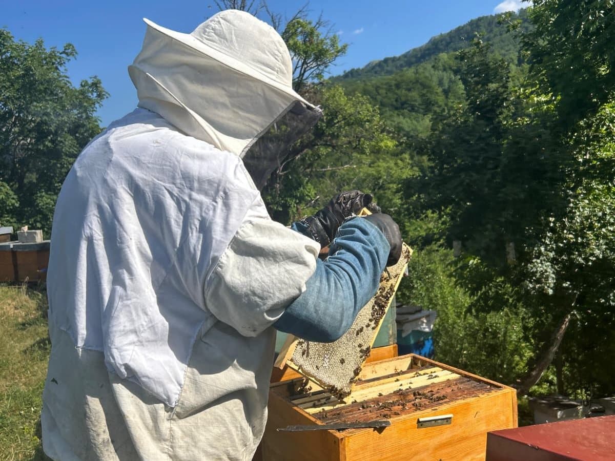 Photo from the apiary, Izgori 70