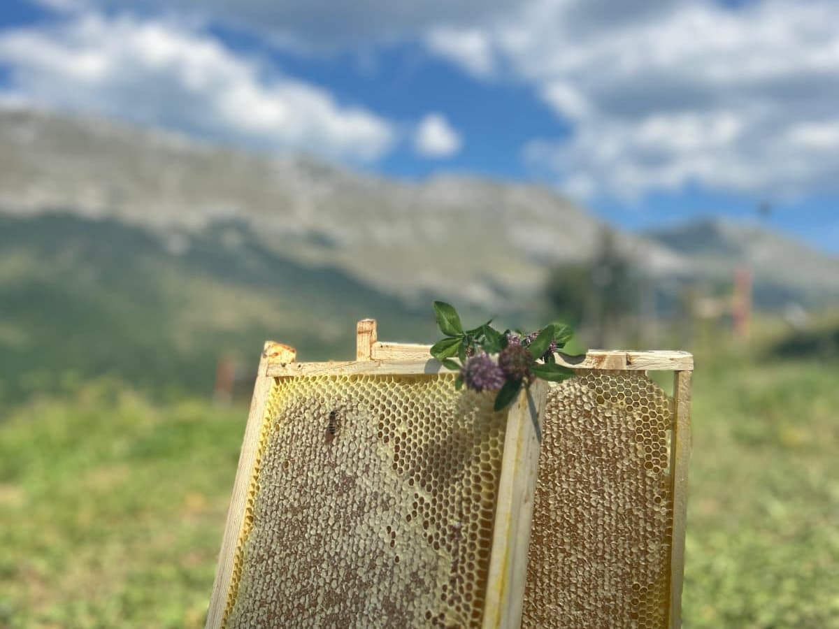 Fotografija sa pčelinjaka, Izgori 72