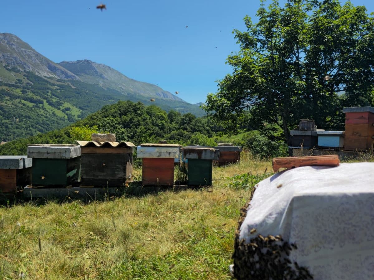 Photo from the apiary, Izgori 78
