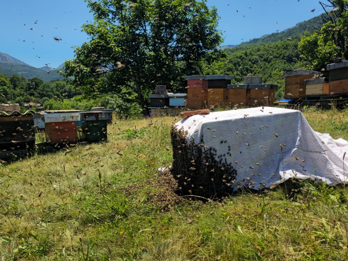 Photo from the apiary, Izgori 79