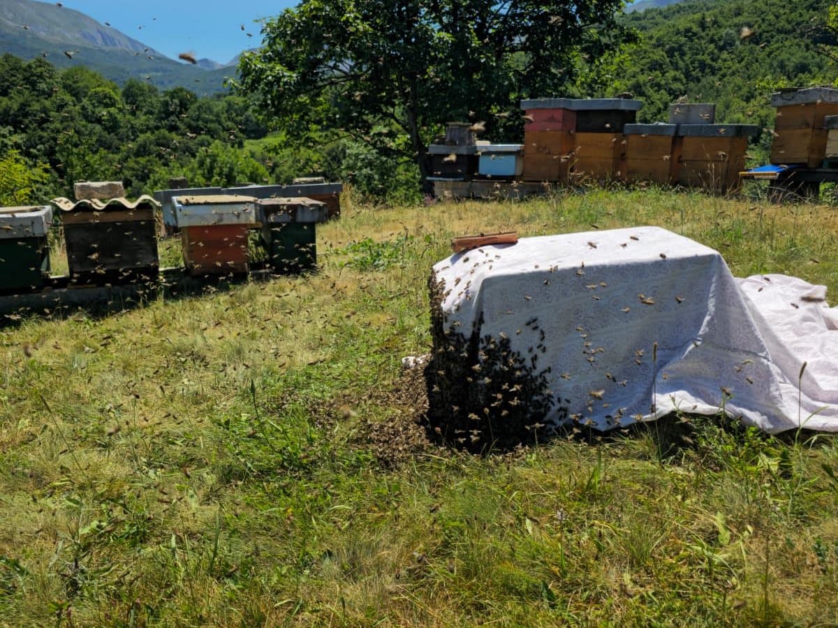Photo from the apiary, Izgori 80