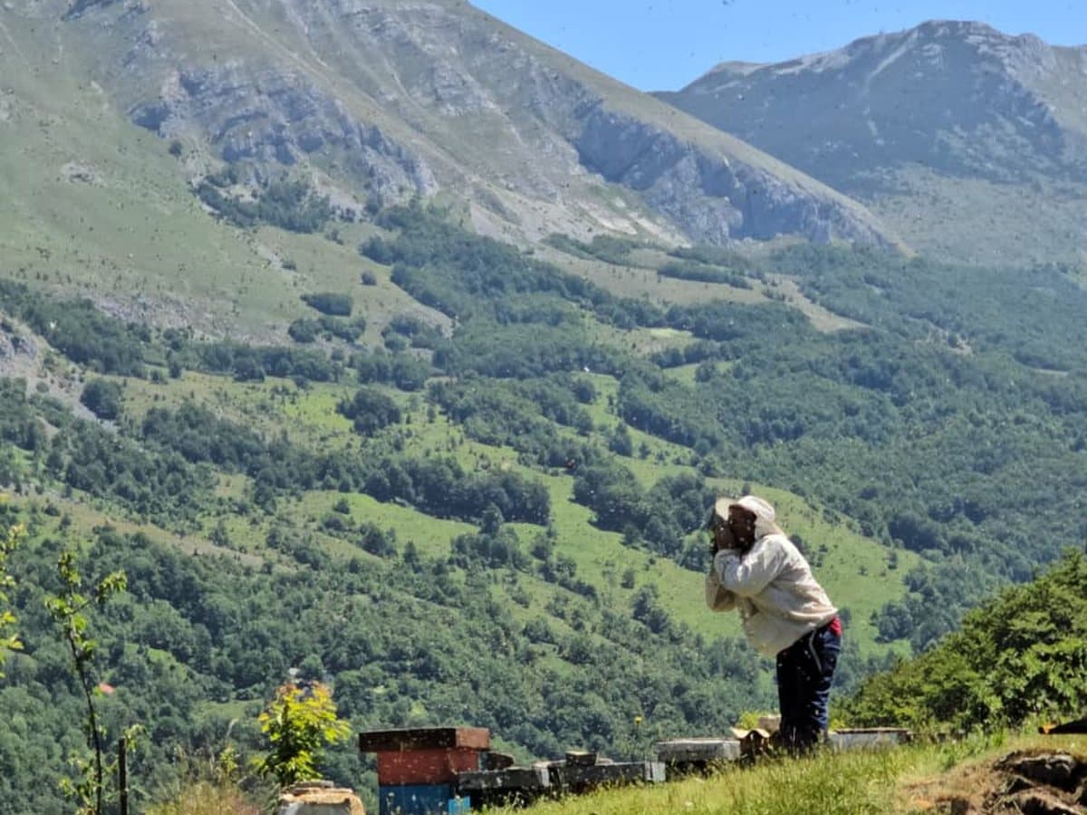 Photo from the apiary, Izgori 83