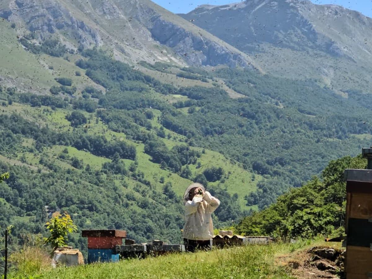 Photo from the apiary, Izgori 84