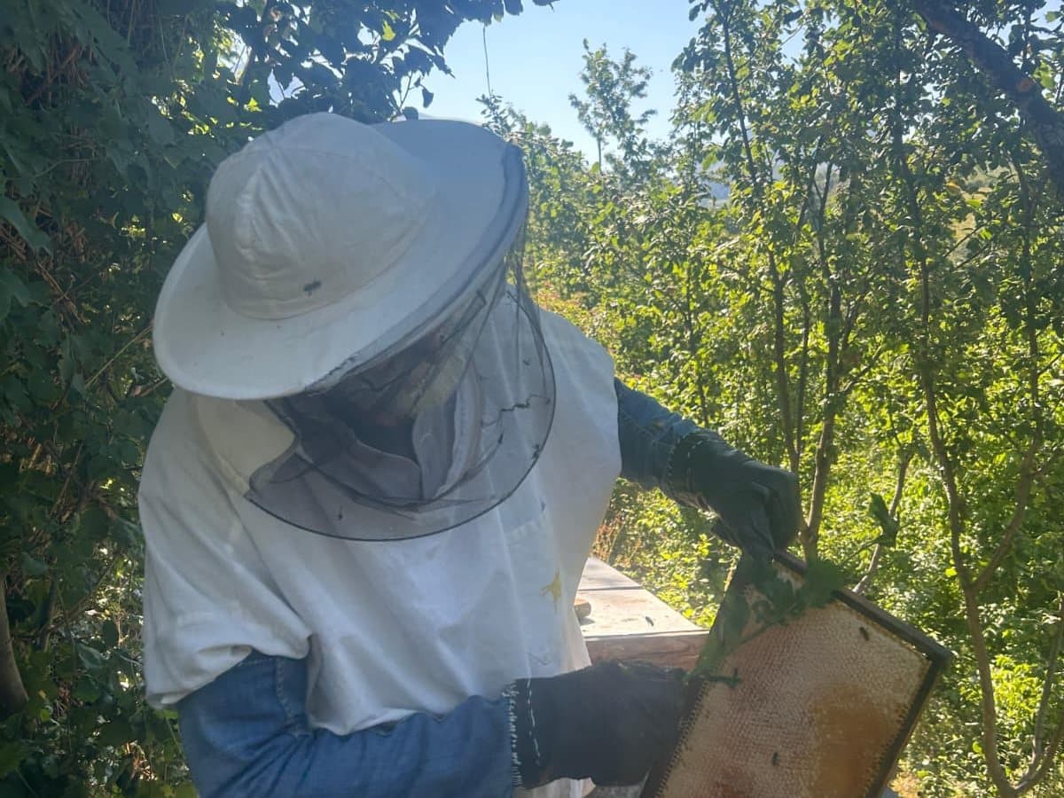 Photo from the apiary, Izgori 87