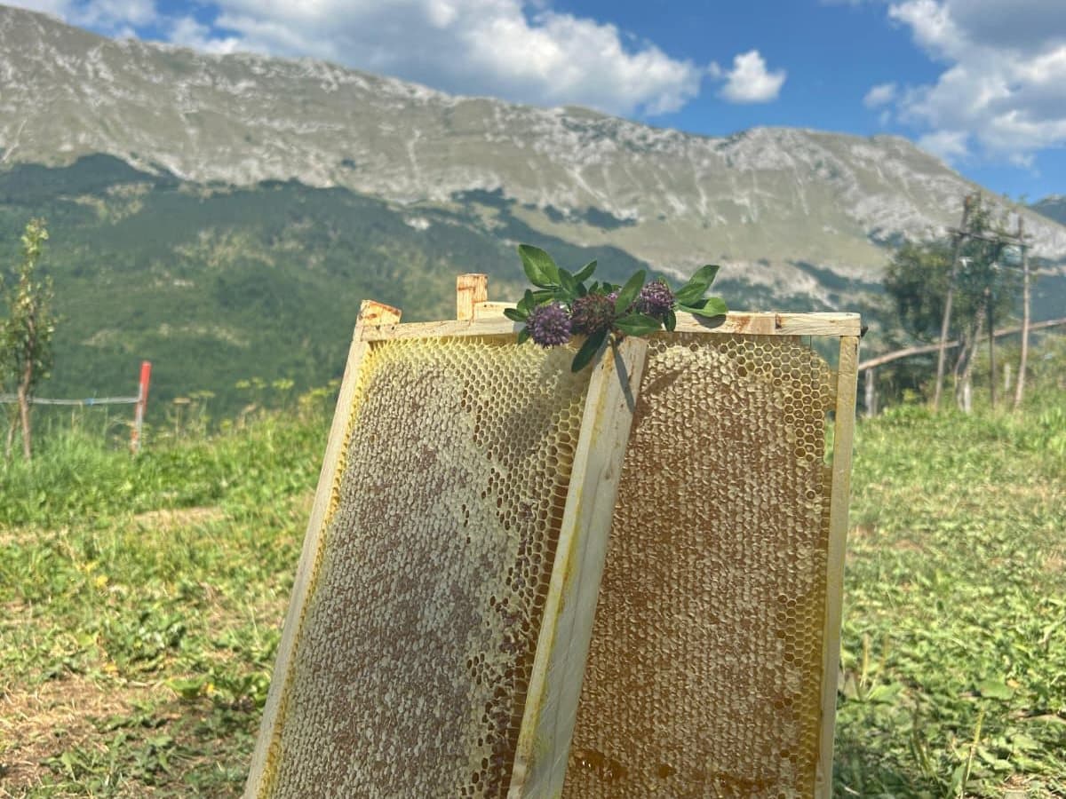 Photo from the apiary, Izgori 88
