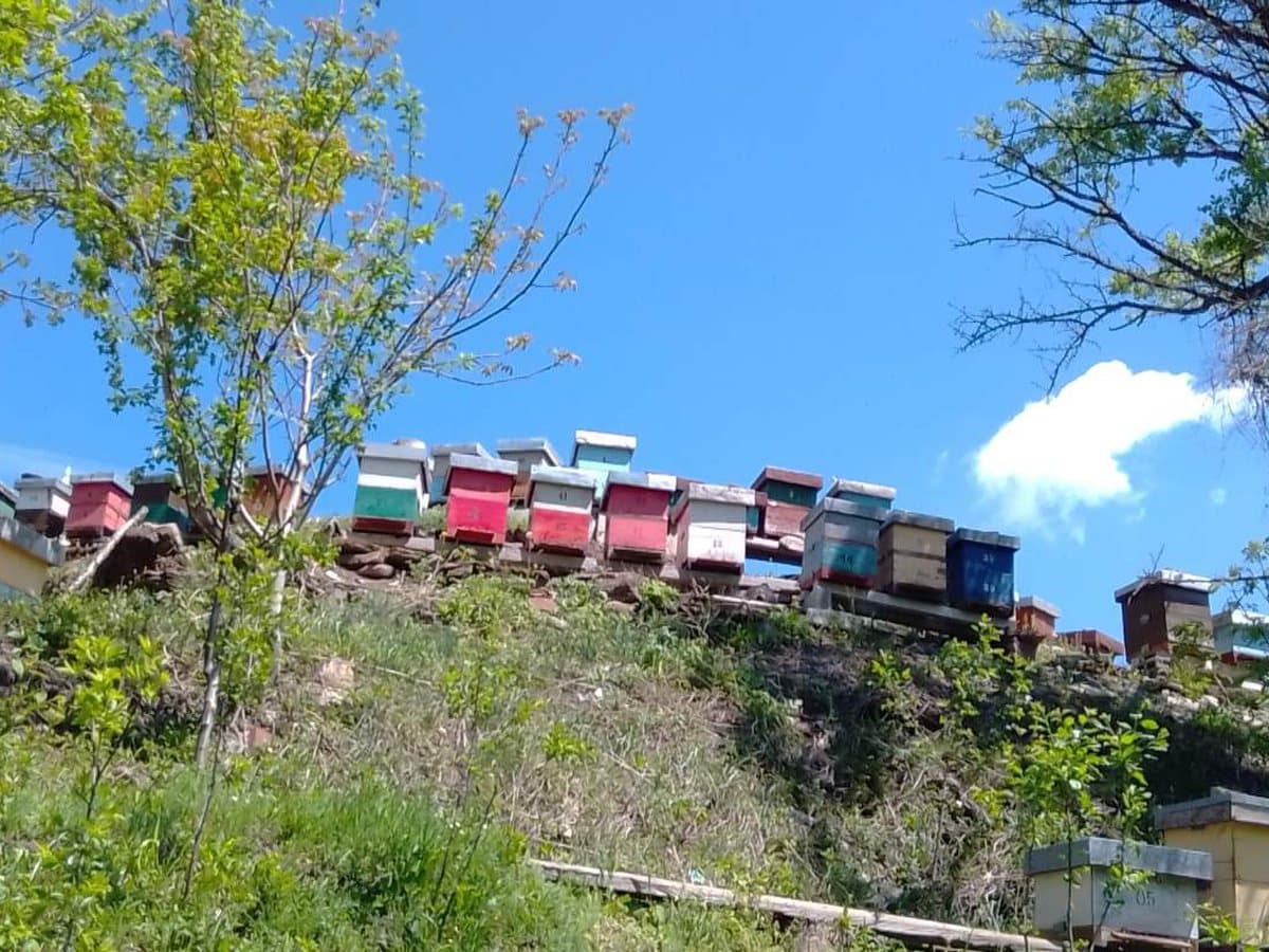 Košnice na planinskom grebenu