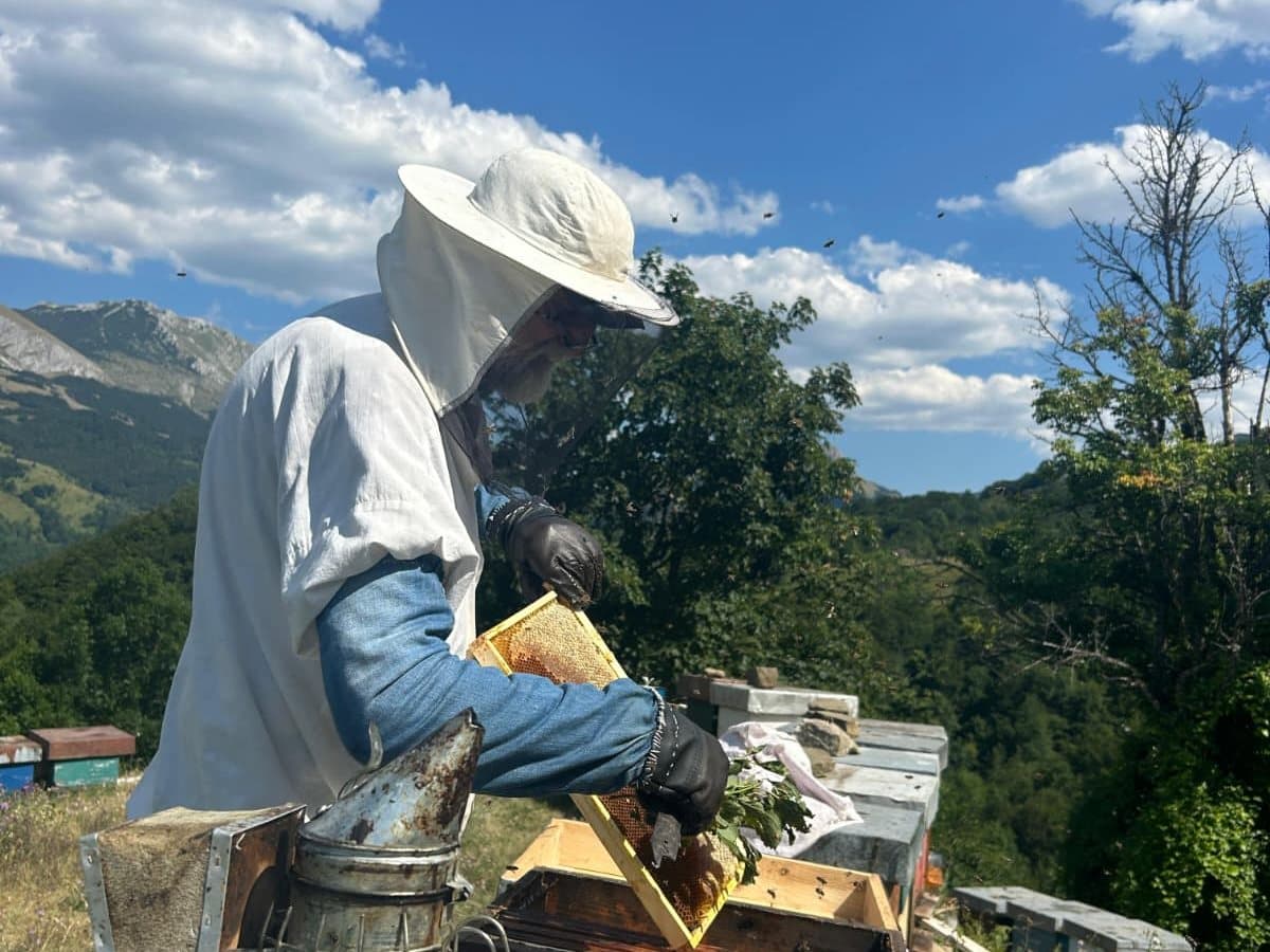 Photo from the apiary, Izgori 94