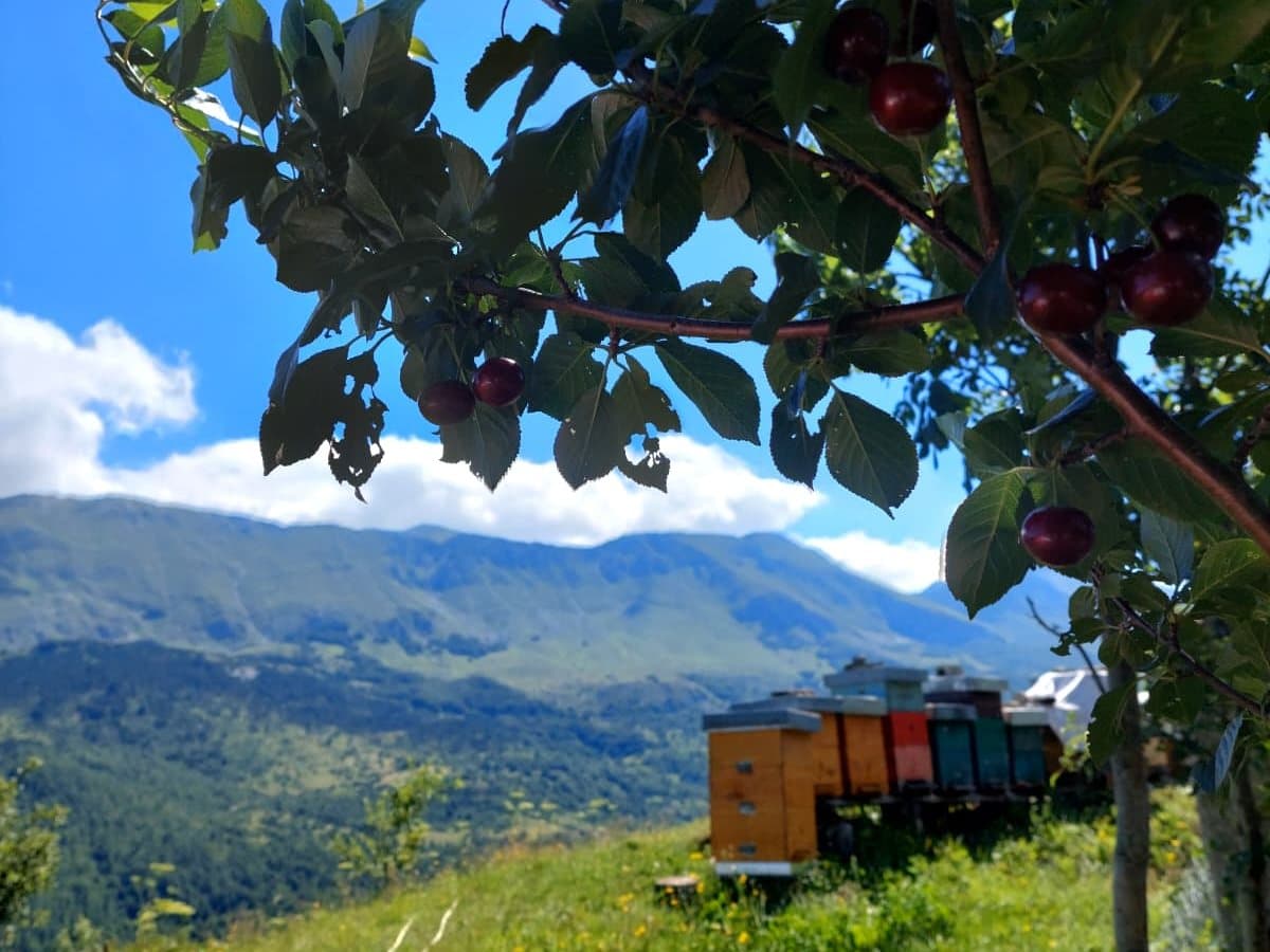 Photo from the apiary, Izgori 97