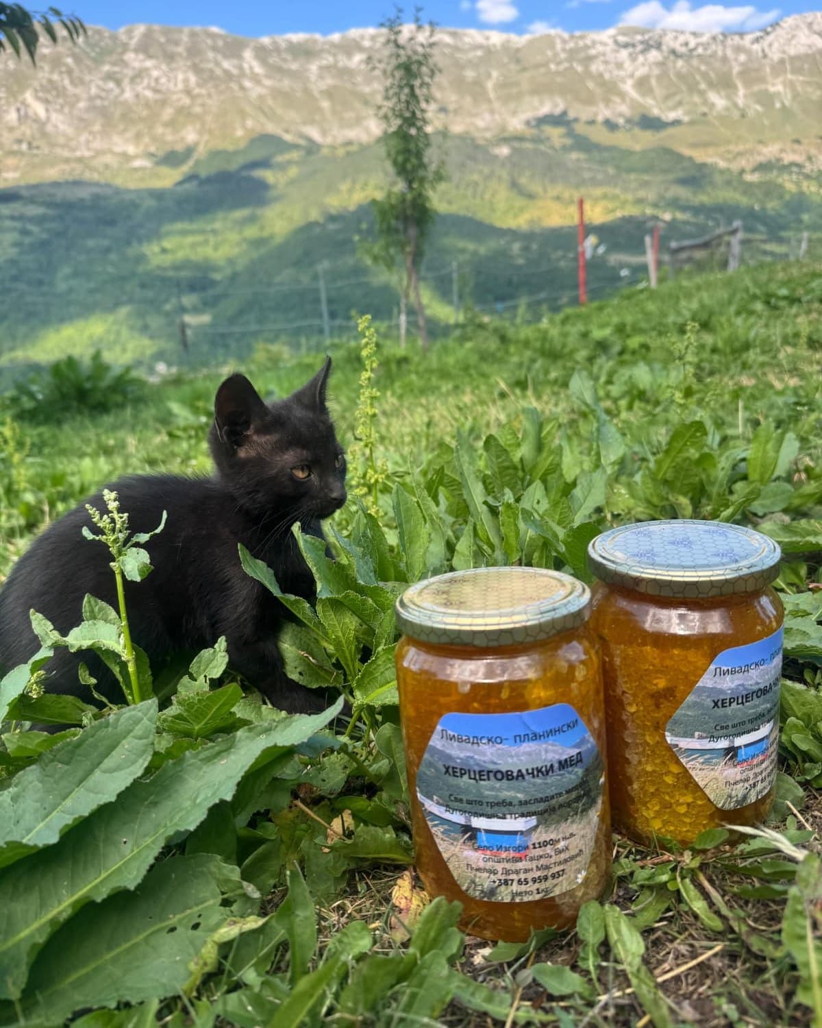 Tegle planinskog meda