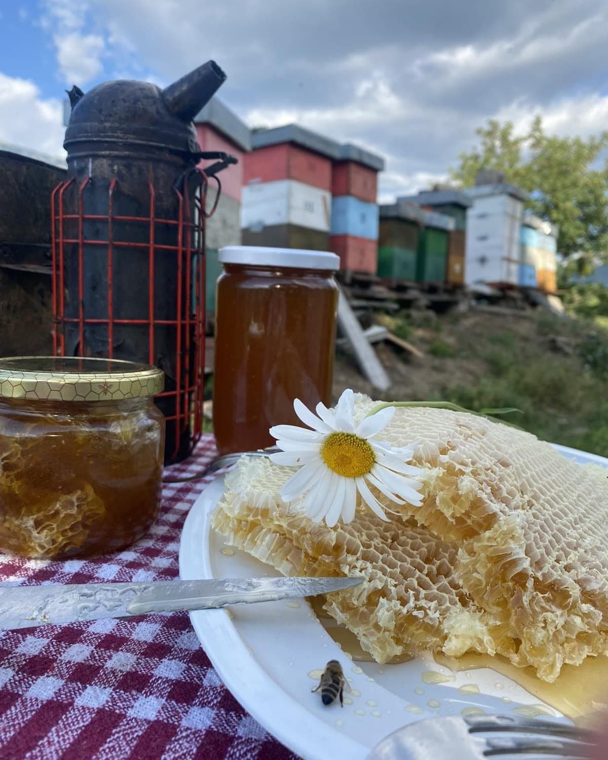 Saće i tegla meda