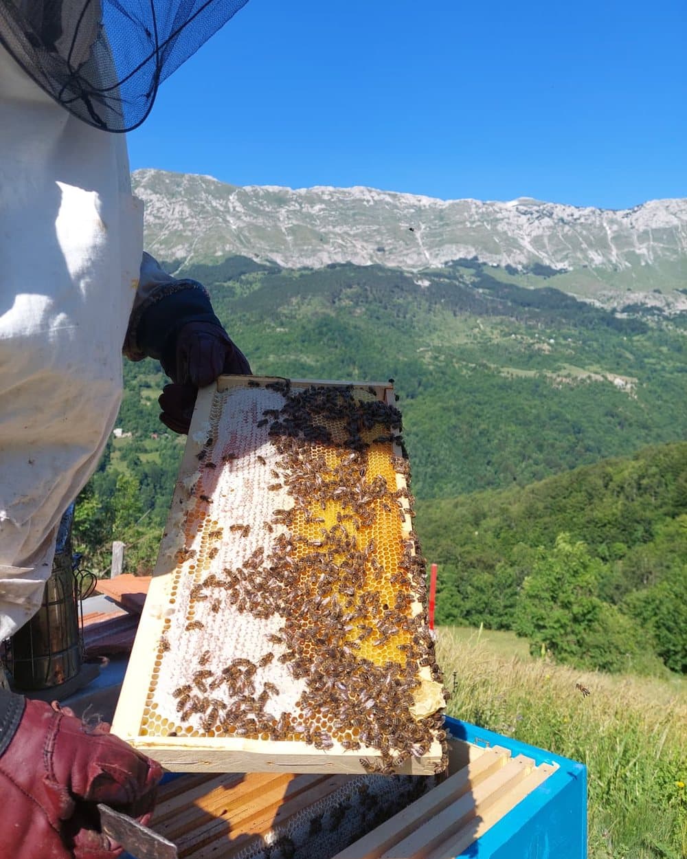 Porodični pčelinjak 10