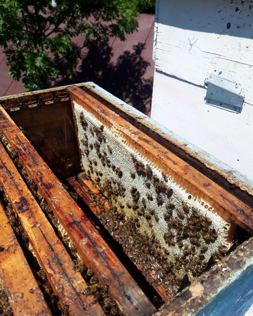 Family apiary 9